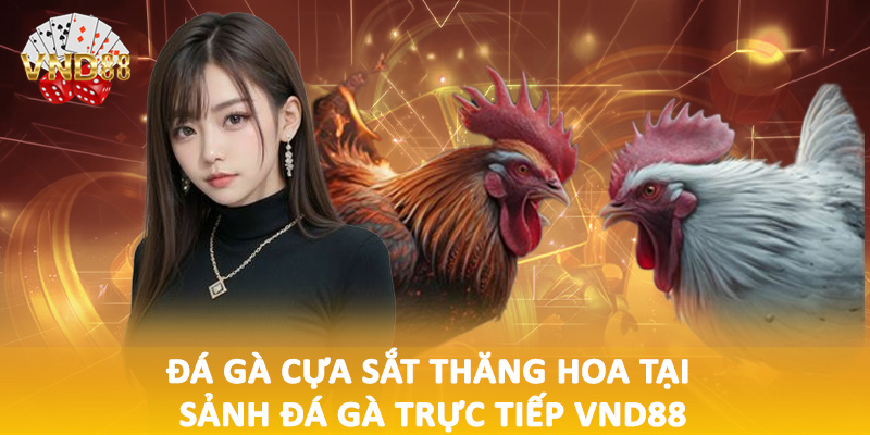 Đá gà cựa sắt thăng hoa tại sảnh đá gà trực tiếp VND88