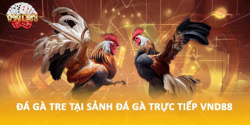 Đá gà tre tại sảnh đá gà trực tiếp VND88