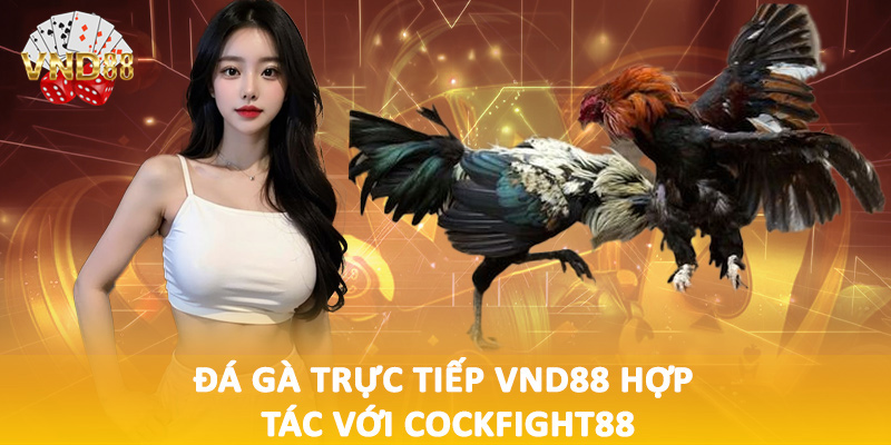 Đá gà trực tiếp VND88 hợp tác với Cockfight88
