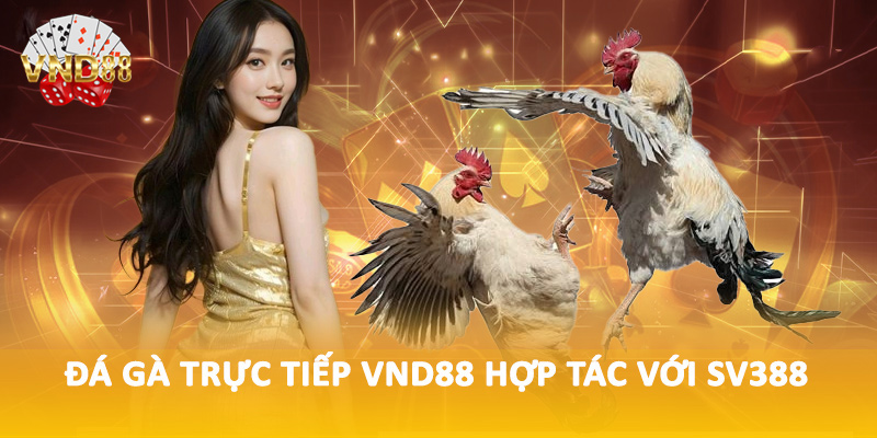 Đá gà trực tiếp VND88 hợp tác với SV388