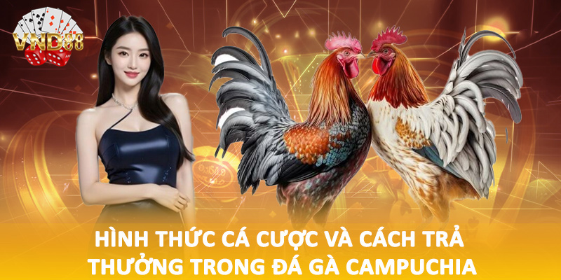 Hình thức cá cược và cách trả thưởng trong đá gà Campuchia