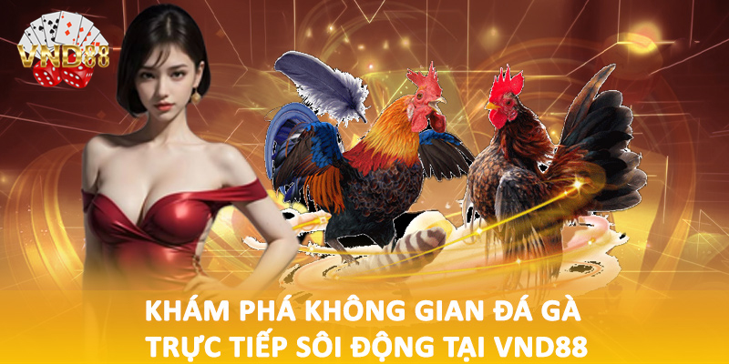 Khám phá không gian đá gà trực tiếp sôi động tại VND88