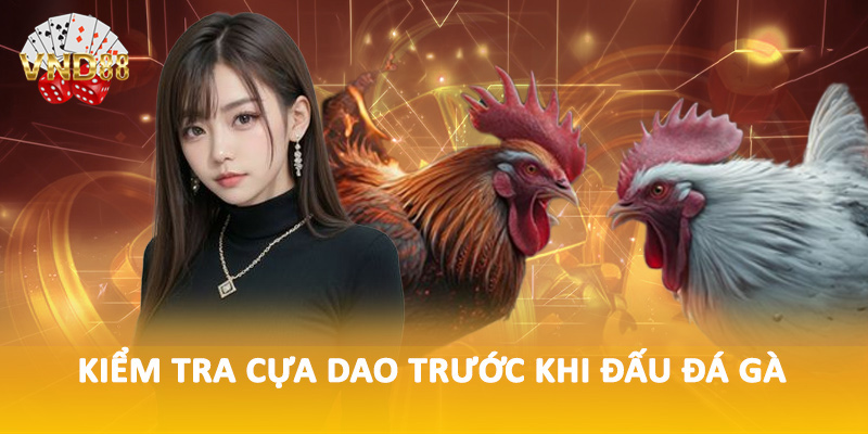 Kiểm tra cựa dao trước khi đấu đá gà